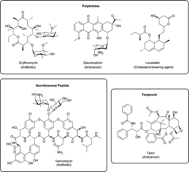 Established therapeutic natural products in three major classes: (a) polyketides are represented by erythromycin, daunorubicin, and lovastatin; (b) non-ribosomal peptides are represented by vancomycin; and (c) isoprenoids are represented by Taxol.