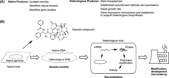 (a) A comparison of the typical characteristics between native and heterologous hosts. (b) A generalized workflow for establishing natural product biosynthesis in a heterologous host. First, a native host is identified as a producer of a natural product of interest. Second, the genes responsible for producing the product are identified, isolated, and integrated within a heterologous host whether it be through an artificial replicon or within the host's own chromosome(s). Third, expression of the heterologous genes is initiated, producing soluble protein and the product of interest. Last, this host and process are scaled up and/or further modified for large-scale production.