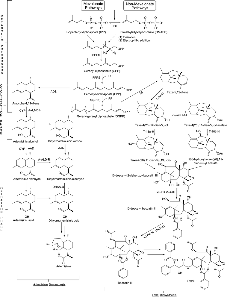 A schematic of artemisinin and Taxol biosynthesis. First, either the mevalonate or the non-mevalonate pathways generate the two universal C5 precursors for isoprenoid natural products, isopentenyl diphosphate and dimethylallyl diphosphate. These two can be interconverted through the action of isopentenyl diphosphate isomerase. One molecule of dimethylallyl diphosphate and one of isopentenyl diphosphate are condensed to give the C10 geranyl diphosphate by a geranyl diphosphate synthase. The C15 farnesyl diphosphate is generated from one molecule of geranyl diphosphate and one of isopentenyl diphosphate by a farnesyl diphosphate synthase. Lastly, the C20 geranylgeranyl diphosphate is generated from one molecule of farnesyl diphosphate and one of isopentenyl diphosphate by a geranylgeranyl diphosphate synthase. The first committed steps towards artemisinin and Taxol biosynthesis produce amorphadiene and taxadiene by cyclization of the C15 and C20 intermediates by an amorphadiene synthase and a taxadiene synthase, respectively. Amorphadiene and taxadiene both undergo significant oxidations on their cyclic cores to generate the final molecules. Abbrevations: IPP = isopentenyl diphosphate; DMAPP = dimethylallyl diphosphate; IDI = isopentenyl diphosphate isomerase; GPP = geranyl diphosphate; FPP = farnesyl diphosphate; GGPP = geranylgeranyl diphosphate; GPPS = geranyl diphosphate synthase; FPPS = farnesyl diphosphate synthase; GGPPS = geranylgeranyl diphosphate synthase; ADS = amorphadiene synthase; CYP = cytochrome P450; A-4,11-D H = amorpha-4,11-diene hydroxylase; AAD = artemisinic alcohol dehydrogenase; A-ALD-R = artemisinic aldehyde reductase; AAR = artemisinic alcohol reductase; DHAA-D = dihydroartemisinic aldehyde dehydrogenase; T-5α-H = taxadiene 5α hydroxylase; T-5α-ol O-AT = taxdien-5α-ol O-acetyltransferase; T-13α-H = taxadiene 13α hydroxylase; T-10β-H = taxane 10β-hydroxylase; 2α-HT 2-O-BT = 2-α-hydroxytaxane 2-O-benzoyltransferase; 10-DB III-10-O-AT = 10-deacetylbaccatin III 10-O-acetyltransferase.