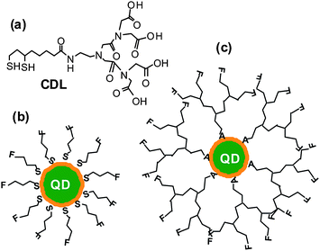 (a) Chemical structure of the chelating dendritic ligand (CDL). Schematics of a core/shell QD capped with conventional monodentate single-chain thiols (b) and with the chelating dendritic ligands (CDL, c). A: chelate group (e.g.dihydrolipoic acid), F: functional group.