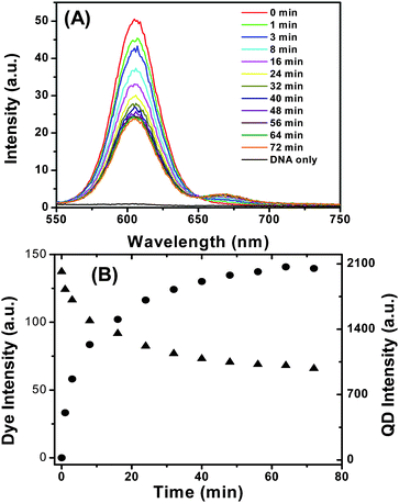 (A) Time-dependent fluorescence spectra evolution of the QD-DNA-T (3.3 nM) after mixing with DNA-1 (16.5 nM). The DNA only sample is collected with 16.5 nM of DNA-1 without the QD. (B) Plot of the fluorescence intensities of the Alexa 647 (solid circles) and the QD (solid triangles) versus the incubation time.