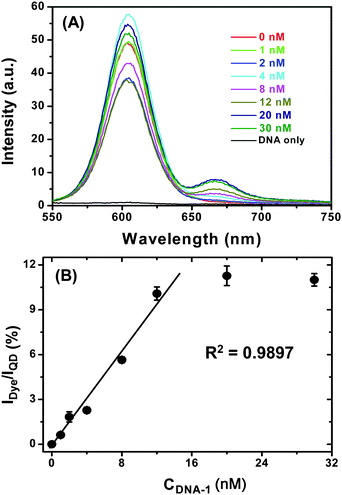 (A) A representative fluorescence spectra of a series of QD-(DNA-T)n (4 nM) samples after hybridization with different concentrations of DNA-1 in PBS. The DNA only sample is recorded with 30 nM DNA-1 in PBS without the QD. (B) A plot of Dye FRET signal to QD fluorescence intensity ratio (IDye/IQD) v.s. the DNA-1 concentration. The last two data points (with highest DNA-1 concentration) are masked from the linear fit. The error bars show the standard deviation from three parallel tests.