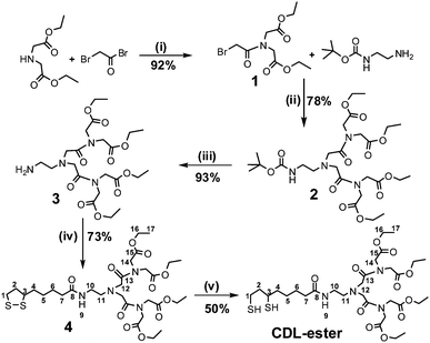 The synthetic route to the chelating dendritic ligand ethyl ester (CDL-ester). The numbers given in compound 4 and CDL-ester show the C and H registries in the NMR data assignment, and the experimental conditions are: (i) EtOAc/0 °C, then reflux 30 min; (ii) K2CO3, DMF, 60 °C, 24 h; (iii) TFA/DCM, RT, 4 h; (iv) DCC/DMAP, DCM, 0 °C, 1.5 h, then RT, 24 h; (v) DTT, aq. K2CO3, H2O/EtOH, RT, 10 min.