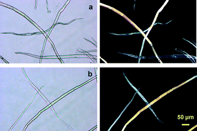 
          Optical micrographs of the (a) original and (b) TEMPO-oxidized hardwood celluloses with carboxylate contents of 0.05 and 1.5 mmol g−1, respectively. Images were taken with or without cross polarizers.27Reproduction of images from ref. 27 with permission from American Chemical Society (© American Chemical Society 2007).