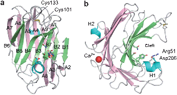 Overall structure of TrCUL-I. (a) Front and (b) side view of the ribbon representation.77Reproduction of images from ref. 77 with permission from Elsevier (© Elsevier 2009).