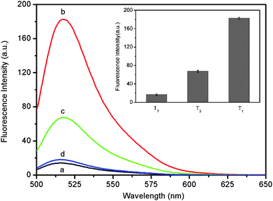 
          Fluorescence emission spectra of PHIV (50 nM) at different conditions: (a) PHIV–PANI complex; (b) PHIV–PANI complex + 300 nM T1; (c) PHIV–PANI complex + 300 nM T2; (d) PHIV–PANI complex + 300 nM T3. Inset: the corresponding fluorescence intensity histograms. All measurements were performed in Tris-HCl buffer in the presence of 5 mM Mg2+ (pH: 7.4). Excitation was at 480 nm, and the emission was monitored at 517 nm.