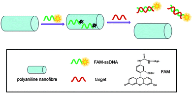 A schematic (not to scale) illustrating fluorescence-enhanced nucleic acid detection using PANI nanofibre as a sensing platform.