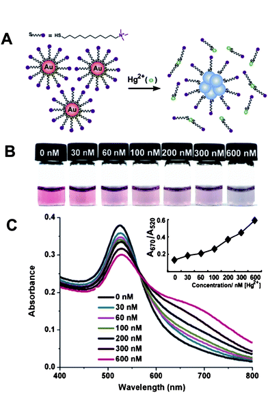 Colorimetric detection of Hg2+ based on the abstraction of quaternary ammonium group-terminated thiols from the surfaces of AuNPs. (A) The proposed mechanism for the Hg2+-induced colorimetric response of QA–AuNPs. (B) Light irradiation-assisted detection of Hg2+ with the color change upon the increase of concentrations of Hg2+ from left to right. (C) Absorbance response for (B). Inset: A670/A520vs.Hg2+ concentrations. The irradiation time was 30 s, the pH value of the solutions was 1.0. Reproduced with permission from ref. 46. Copyright 2010, ACS.