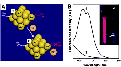(A) Schematic of Hg2+ sensing based on the fluorescence quenching of AuNCs resulting from high-affinity metallophilic Hg2+–Au+ bonds. (b) Photoemission spectra (λex = 470 nm) and (inset) photographs under UV light (354 nm) of AuNCs (20 μM) in the (1) absence and (2) presence of Hg2+ ions (50 μM). Reproduced with permission from ref. 65. Copyright 2009, RSC.