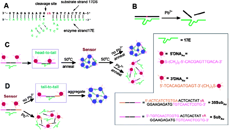 Colorimetric detection of Pb2+ based on DNAzyme modified AuNPs. (A) Secondary structure of the “8–17” DNAzyme. (B) Cleavage of 17DS by 17E in the presence of Pb2+. (C) Schematics of the colorimetric Pb2+ sensor design. The three components (the extended substrate strand, 17E and 12-mer DNA-AuNPs) of the sensor can assemble to form blue-colored aggregates. Nanoparticles were aligned in a “head-to-tail” manner. A heating-and-cooling process (annealing) was needed for detection. (D) Schematics of the new colorimetric sensor design. Nanoparticles were aligned in a “tail-to-tail” manner. Reproduced with permission from ref. 77. Copyright 2004, ACS.