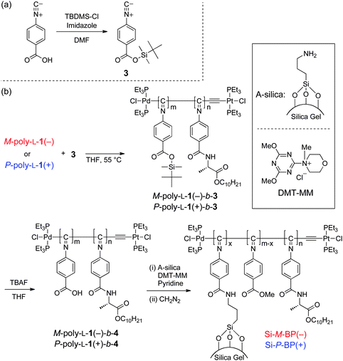(a) Synthesis of 3. (b) Synthesis of M-poly-l-1(−)-b-4 and P-poly-l-1(+)-b-4 and immobilization on silica gel.