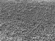 
              SEM image of the single site catalyst prepared by the emulsion-based process.