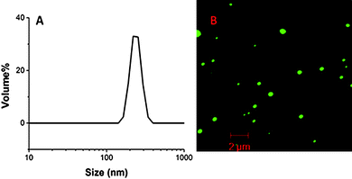 (A) Dynamic light scattering of GFP1–PNH (d = 240 nm, PDI = 0.25). (B) Confocal microscopy of GFP1–PNH.