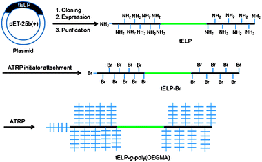 Schematic illustration of synthesis of a conjugate of poly(OEGMA) from a genetically encoded triblock elastin-like polypeptide (tELP-g-poly(OEGMA)) by in situATRP.
