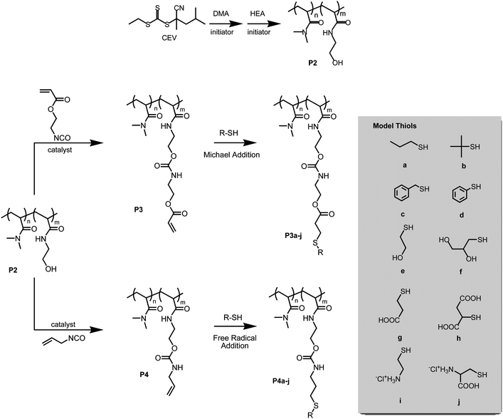 
          Block copolymerization of N,N-dimethylacrylamide (DMA) and N-(2-hydroxyethyl)acrylamide (HEA) to form precursor copolymer P2 and modification through reaction with 2-(acryloyloxy)ethylisocyanate (AOI) and allylisocyanate (AI). Structopendent alkene copolymers P3 and P4 were then utilized in Michael and free radical thiol-ene addition reactions, respectively, with selected thiols to obtain a series of functionalized copolymers.