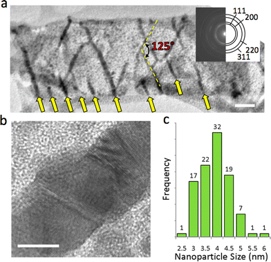 
          Silver
          nanostructure formation in Ag@MOF-508. (a) TEM image showing nanowire array that formed in the electron beam. The nanowires are oriented 125° relative to each other. Arrows at the bottom of the figure indicate where parallel nanowires have formed. More nanowires that form in this direction, suggesting that this pore is chemically preferred for nanowire formation. The scale bar is 50 nm. The inset is an electron diffraction pattern taken over a circular area 1 μm in diameter that was solved for the fcc structure of Ag. (b) High resolution TEM image of an Ag nanowire that formed in Ag@MOF-508. The scale bar is 5 nm. (c) Silver nanoparticle size distribution.