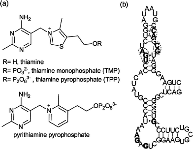 (a) Structures of thiamine, TMP, TPP and pyrithiamine pyrophosphate, all E. coli thiMriboswitch ligands. (b) Primary sequence and secondary structure of the E. coli thiMriboswitch aptamer.4Nucleotides in filled bold type form binding interactions with the pyrimidine moiety of thiamine; circled nucleotides in bold type are involved in pyrophosphate binding.20
