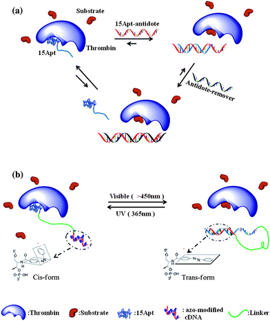 (a) Antidote function of complementary DNA could be used to fine-tune the therapeutic effects of aptamers. (b) Schematic of the photoregulatory inhibitor (PCI) design. Treating with visible light, the self-hybridization with the regulatory domain activates the thrombin function; under UV light, 15Apt becomes free to bind to the target, inducing low enzyme activity.