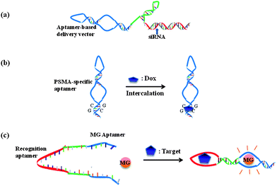 Multifunctional aptamer systems. Aptamers can be used as vectors for (a) siRNA and (b) Doxorubicin targeted delivery. Aptamers serve as both recognition agents and signaling agents in (c) allosteric aptamer sensors.