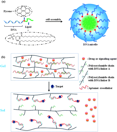 
          Aptamers as building blocks to generate (a) DNA micelle and (b) hydrogel structures for drug delivery and sensing.