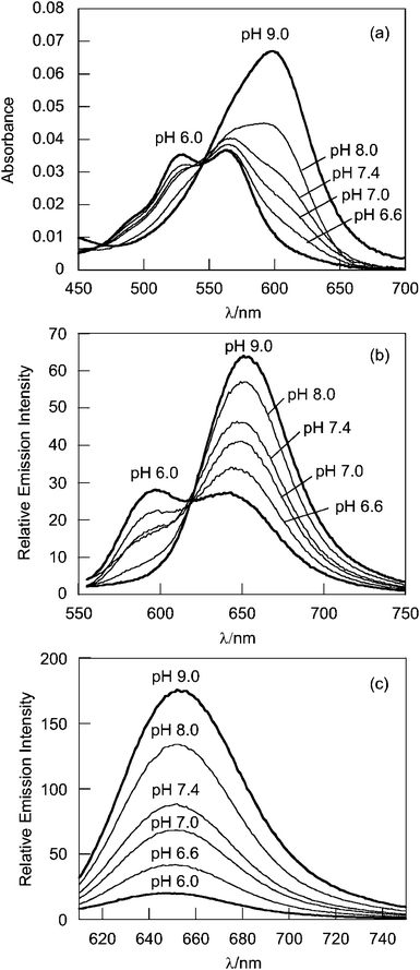 (a) Absorption spectra of G5-SNARF2-Ac (20 μg mL−1) in 50 mM phosphate-buffered solutions at a range of pH values. (b) Fluorescence emission spectra of G5-SNARF2-Ac, λexc = 543 nm, and (c) λexc = 600 nm.