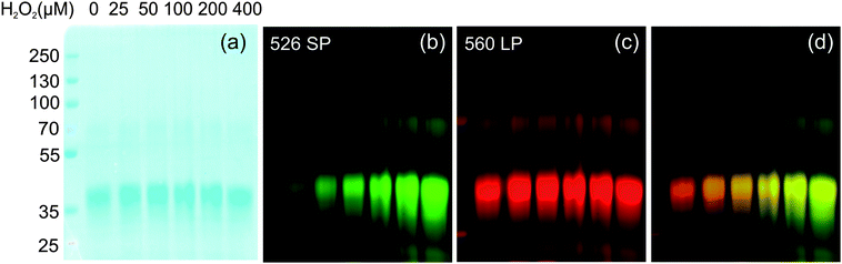 
            SDS-PAGE of G5-SNARF2-PF1-Ac after reaction with various concentrations of added H2O2. (a) Coomassie stain. (b) Fluorescence emission from PF1 on the dendrimer. (c) Fluorescence emission from SNARF2. (d) Merged image of PF1 and SNARF2 channel. (λexc = 532 nm).