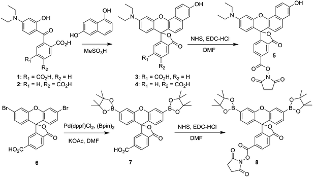 Synthesis of SNARF2-NHS ester (5), and PF1-NHS ester (8).