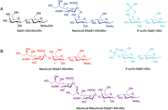 Structures of representative oligosaccharides identified from SPRi array analysis that (A) serve as ligands for RCA120 or (B) do not bind RCA120. Colour coding refers to Table 1/Fig. 1.