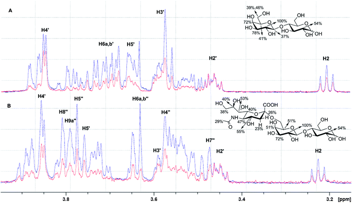 The interaction of (A) Galβ1-4Glc (Lac, 1 mM) and (B) Neu5Acα2-6Galβ1-4Glc (6′SL, 1 mM) with RCA120 (30 μM) by STD-NMR. The reference 1D NMR spectra (blue) are overlaid with the corresponding STD NMR spectra (red). The extent of saturation is expressed as relative intensity of the signals, normalised to the highest intensity signal (H2′-Gal for both (A) and (B)), to determine the binding epitopes. Gal residue protons are labelled as Hx′, whilst Neu5Ac protons are labelled as Hx′′. The chemical structures report the extent (%) of saturation for convenience.