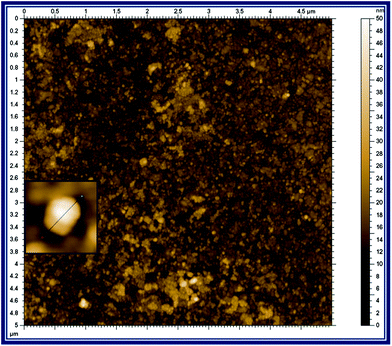 
            Tapping mode AFM image of the p-AMTa film deposited on an ITO electrode. Inset: Magnified AFM image of single spherical particles of p-AMTa.