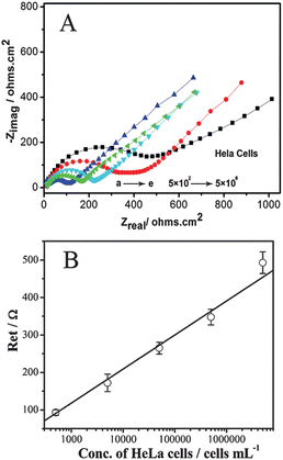 (A) Nyquist plots of modified GCE recorded in solutions containing 10 mM [Fe(CN)6]3−/[Fe(CN)6]4− and 1.0 M KCl with the cell concentrations of 5.0 × 102, 5.0 × 103, 5.0 × 104, 5.0 × 105 and 5.0 × 106cells mL−1 (from a to e). (B) Concentration of HeLa cells in the samples versus the electron-transfer resistance (Ret) on the HeLa/BSA/CNTs@PDA-FA/GCE sensors.