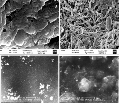 
            SEM images of (a) PANI-PAA, (b) PANI-PAA-MWCNTs composite without dissolving MWCNTs in Nafion, (c) Nafion/MWCNTs membrane and (d) PANI/PAA/MWCNTs modified electrode.