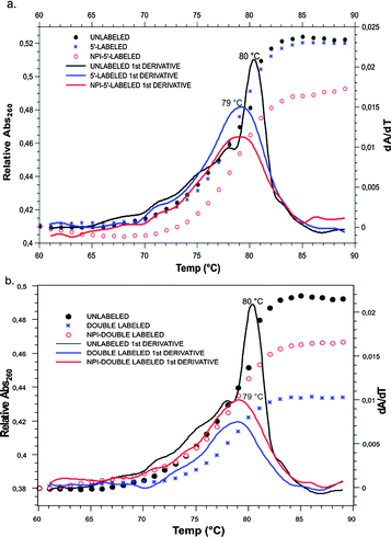 Comparison of the UV melting curves of the unlabeled siRNA duplex (black) with those of the (a) single labeled and (b) double labeled constructs.