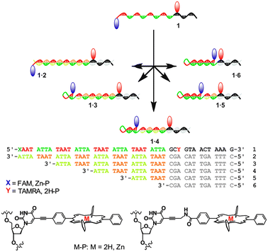 Schematic of the adjustable hairpin loops with DNA sequences. The red and blue markers indicate attachment of FRET pairs.