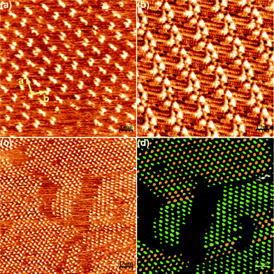 
            Self-assembly pattern of 2 at the nonanoic acid–HOPG interface. (a) Zoom of the self-assembly pattern obtained for 2. Unit cell parameters: a = 5.0 ± 0.2 nm, b = 3.4 ± 0.2 nm, γ = 95 ± 2°. Scanning conditions: 34 nm × 34 nm, Iset = 50 pA, Vbias = 540 mV. (b) STM image of the self-assembly pattern of 1. (c) Wide view for the self-assembly of 2 where the different orientations of the dimers can already be seen. Scanning conditions: 130 nm × 130 nm, Iset = 55 pA, Vbias = 540 mV. (d) Code of colours to distinguish the differently oriented dimers shown in (c).