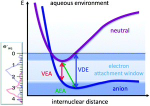 Schematic view of the energy acceptance window for solvated electrons depending upon the VEA (vertical electron attachment energy), the VDE (vertical detachment energy), and the AEA (adiabatic electron attachment energy).129