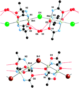 Crystal structure of [Rh2(acam)4Cl]n·7nH2O (up) and [Rh2(acam)4Br] (down) with partial numbering scheme. Hydrogen atoms not shown and only selected water solvent molecules are displayed. Short range contacts depicted as red dotted lines.