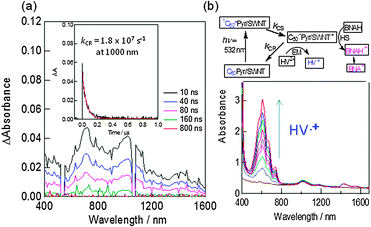 (a) Transient absorption spectra of C60Pyr/SWCNT(7,6) in DMF. Inset: time profile at 1000 nm. (b) HV˙+ accumulation by the selective illumination of the C60 moiety; an increase of the HV˙+ absorbance was observed with HV2+ and BNAH concentration, and also visible-light irradiation time. Inset: electron transfer mechanism. Modified from ref. 52.