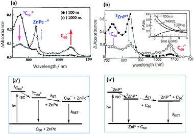 Nanosecond transient absorption spectral traces confirming intermolecular photoinduced ET under (a) C60-excitation in the presence of ZnPc, and (b) ZnP-excitation in the presence of C60 in benzonitrile. (a′) and (b′) The energy-level diagrams for the ET for these two donor–acceptor systems.