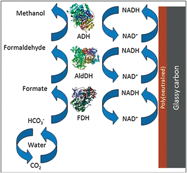 Schematic of the enzyme cascade reaction from CO2 to methanol on the electrode surface.69