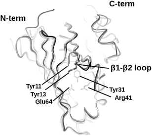 Superimposition of the structures of three PAD enzymes for which coordinates have been deposited within the PDB: BsPAD (2P8G, grey), LpPAD (2GC9, black), and EFAD (3NX2, white), illustrating high levels of structural homology and conservation of flattened barrel structure. Highlighted residues Tyr11, Tyr13, Tyr31, Arg41, Glu64, (numbered for 2P8G) are conserved amongst all the four enzymes within their active sites.