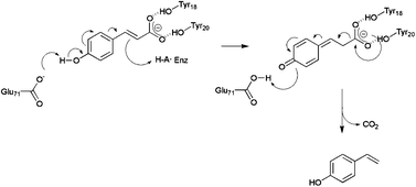 Mechanism of LpPAD-catalysed decarboxylation of CA proposed by Mancheño and co-workers.16 The phenolic carboxylate of the substrate is bound by Tyr18 and Tyr20 in that enzyme. Deprotonation of the phenolic hydroxyl by Glu71 leads to a quinone methide intermediate, which undergoes decarboxylation to form 4-vinyl phenol.