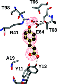 Active site of the Tyr19Ala mutant of BsPAD containing CA. Ligand electron density corresponds to the omit map (Fo–Fc map) contoured at a level of 4σ obtained after the final rounds of refinement in the absence of the ligand. The atom positions of the refined ligand have been added for clarity.