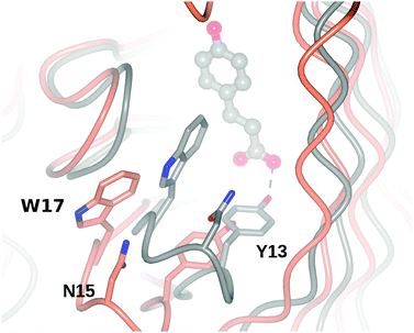 Superimposition of BsPAD apoenzyme (2P8G, coral) with ligand complex of Tyr19Ala mutant (grey), illustrating the movement of the β1–β2 loop that brings Asn15 and Trp17 over the entrance to the active site, and the phenolic hydroxyl of Tyr13 to contact the carboxylate of the substrate.