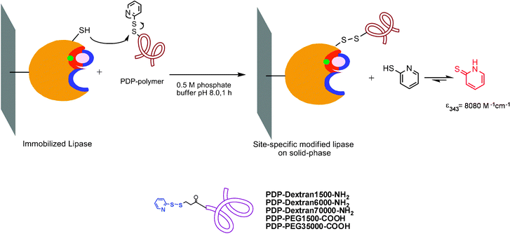 Site-directed chemical modification of immobilized BTL2 with tailor-made polymers.60 Reproduced by permission of Elsevier.