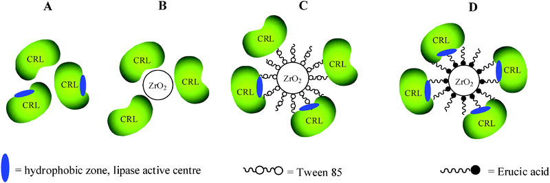 Schematic representation of (A) a crude CRL powder, (B) CRL immobilized on unmodified zirconia nanoparticles, (C) CRL immobilized on Tween modified nanoparticles and (D) CRL immobilized on Erucic zirconia nanoparticles.