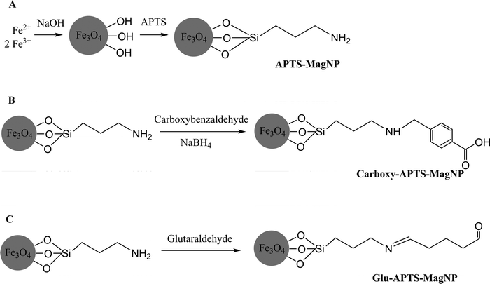 Nanoparticles sylanized with γ-aminopropyltriethoxysilane (APTS-MagNP, (A), modified with 4-carboxybenzaldehyde (Carboxy-APTS-MagNP), (B), modified with glutaraldehyde (Glu-APTS-MagNP), (C).
