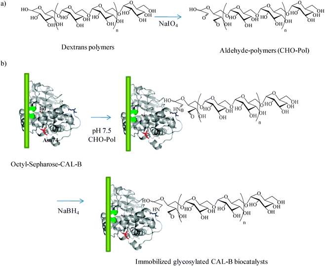 Site-directed chemical modification of immobilized CAL-B with dextran.44 Reproduced by permission of Wiley.