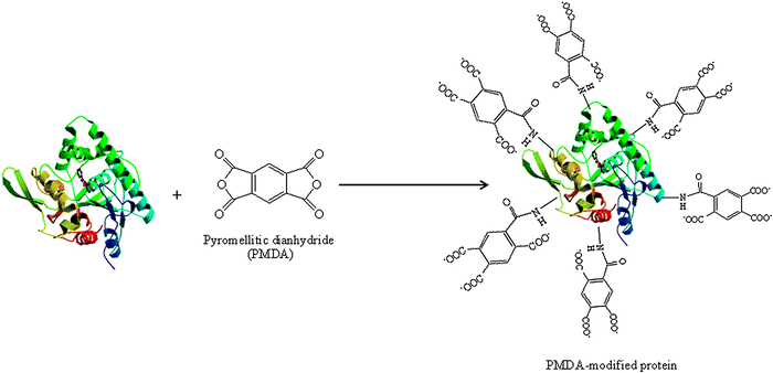 Chemical modification of the protein with pyromellitic dianhydride (PMDA).