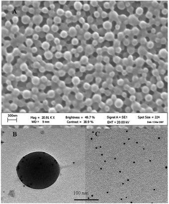 SEM micrograph of the PDLLA nanoparticles (A) and EF-TEM images of immunolabeled CRL in the presence (B) and absence (C) of the PDLLA nanoparticles.51 Reproduced by permission of The Royal Society of Chemistry.